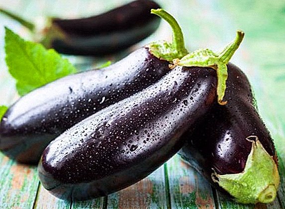Growing Prado Eggplant: Planting and Caring for Vegetables
