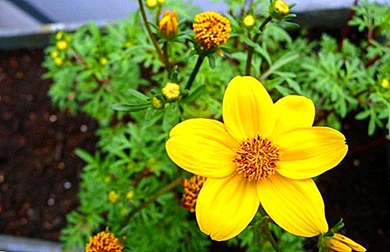 Growing Bidens: planting and care, photo