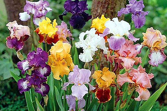 Crecimiento de iris barbudo en un jardín de flores