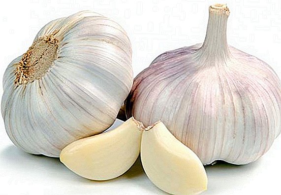 Growing garlic: planting and care in the open field