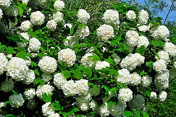 Growing decorative viburnum: how to propagate buldenezh