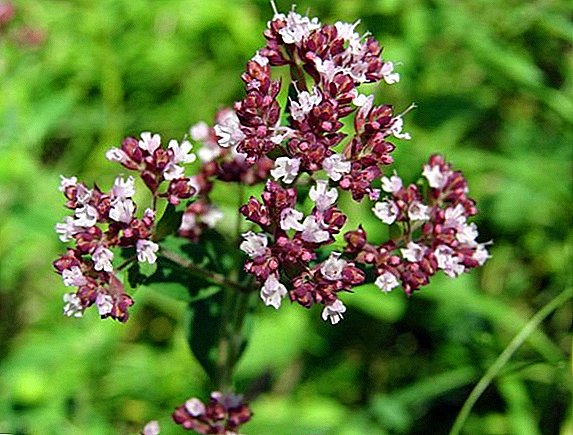 Growing oregano (oregano): planting and caring for the plant at home
