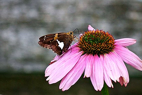 Trồng Echinacea Purpurea: Trồng và chăm sóc