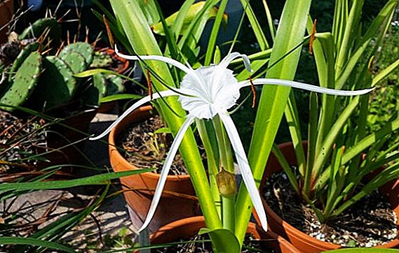 Growing hymenocallis in the garden and at home