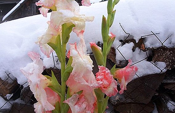 Growing gladiolus in Siberia: when to get for germination, how and when to plant