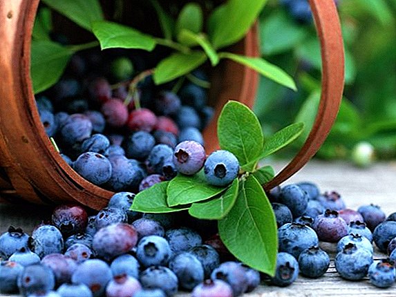 Growing blueberries: planting and care