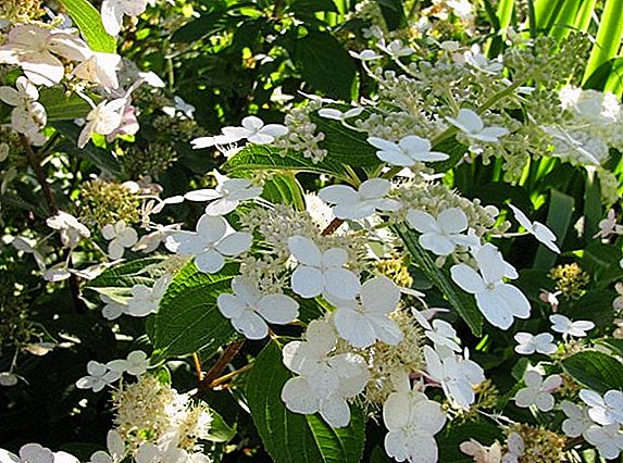 Pěstování hortenzie peduncle: výsadba a péče v zahradě