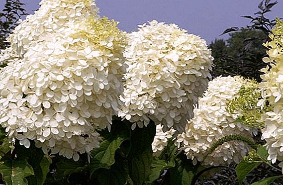 Growing hydrangea "Phantom" in the country: features of planting and care