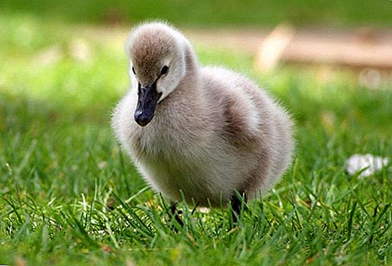 Growing goslings at home: temperature, care and feeding