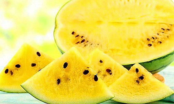 Cultivation and features of yellow watermelon