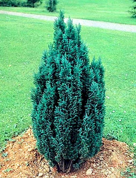 Growing and breeding Lawson cypress