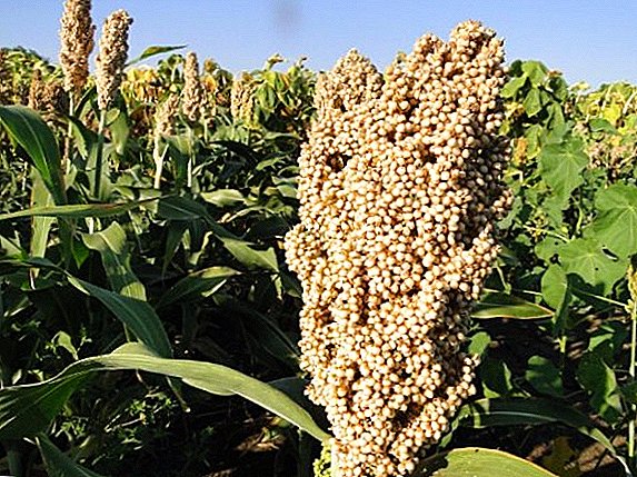 Growing and harvesting sorghum for green fodder, silage and hay
