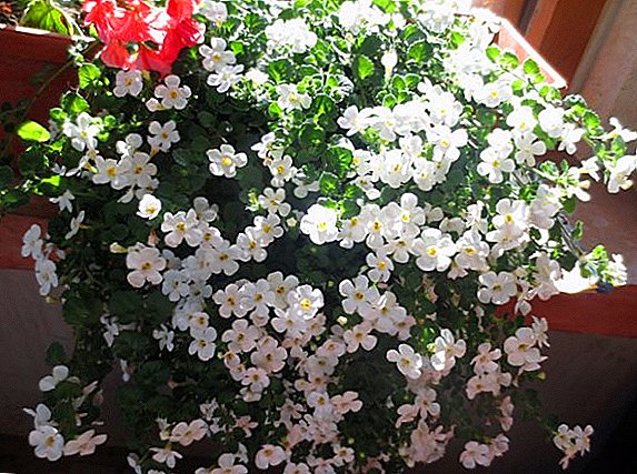 Cultivation and care of ornamental plant Bacopa