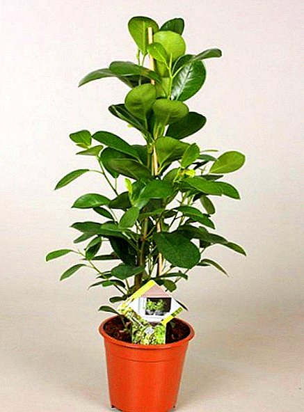 Growing and caring for ficus Moclame at home