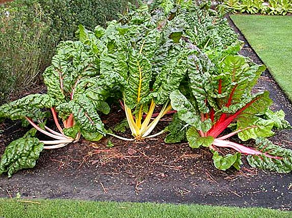 Growing and caring for chard, how to get a good harvest of leaf beets