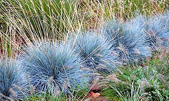 Growing and caring for fescue sizoy in the garden