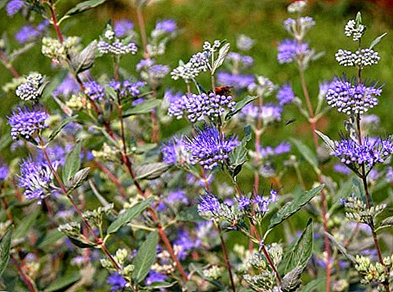 Growing karyopteris: care and reproduction