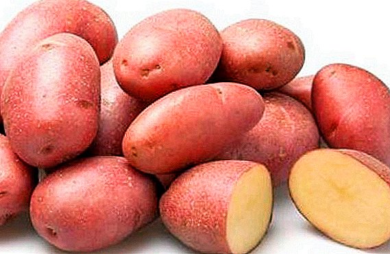 Groent potatoes "Rozara": regels voor planten en verzorging
