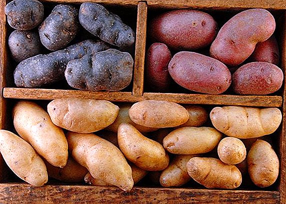 Anbau von Kartoffeln in den Vororten