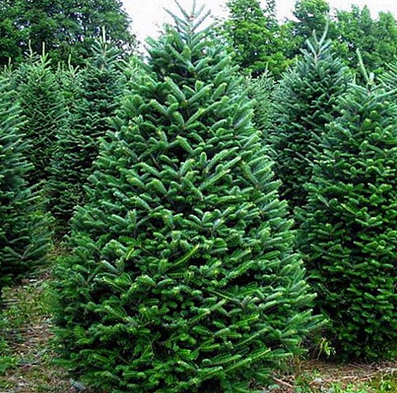 Growing Caucasian fir in the garden, planting and caring for an evergreen tree