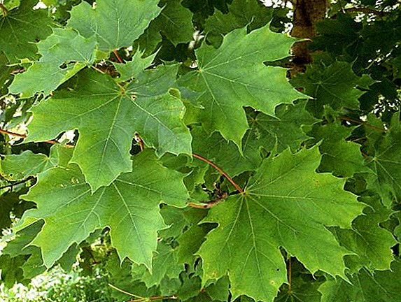 Growing Norway maple in the area