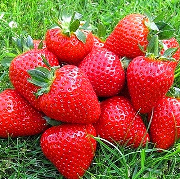 Anbau von Erdbeeren Eliana: Vor- und Nachteile der Sorte