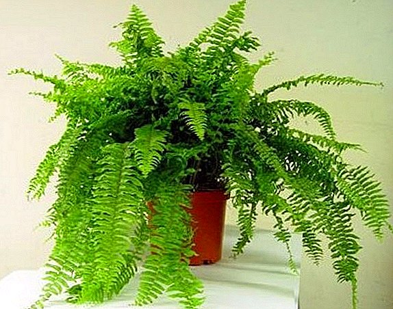 Growing indoor fern: planting and caring for nephrolepis