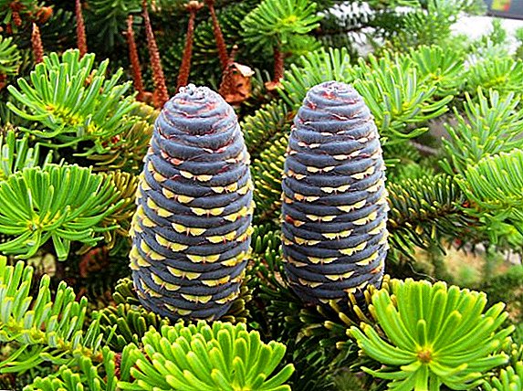 Growing Korean fir on the site: planting, care, types and varieties