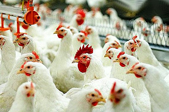 Growing broiler chickens: content and feeding characteristics