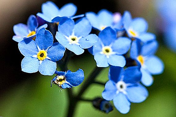 Growing forest forget-me-not
