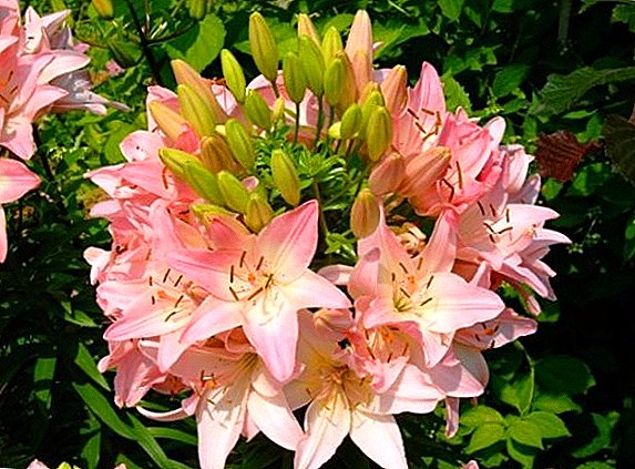 Growing a lily tree: proper planting and secrets to care