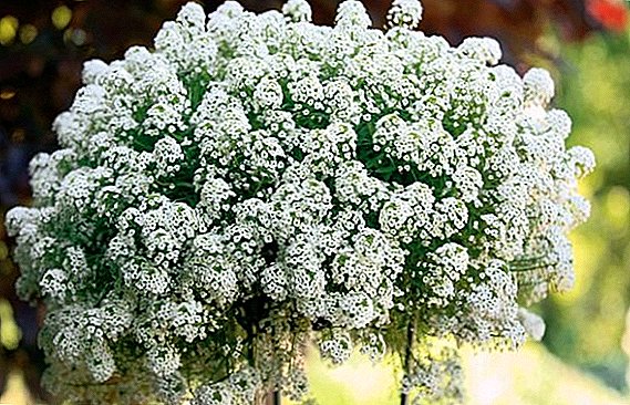 Cultivation of lobularia from seeds at the dacha
