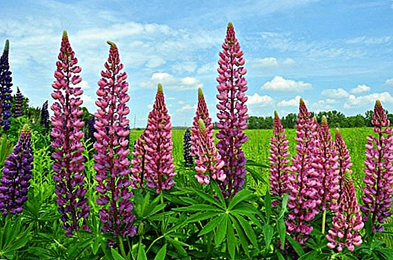 Growing lupins: all about care and planting