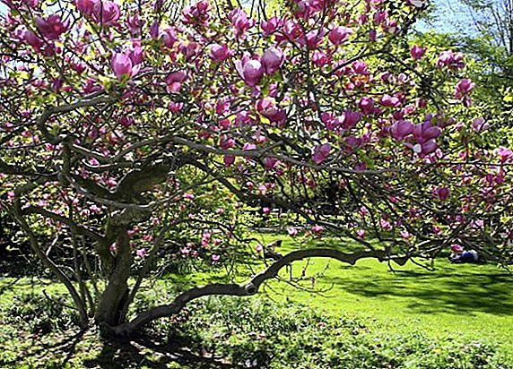 Kasvava magnoliat puutarhassa