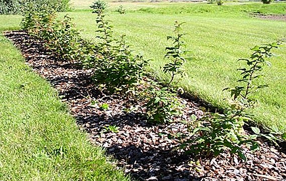 Pěstování malin v zahradě: užitečné tipy