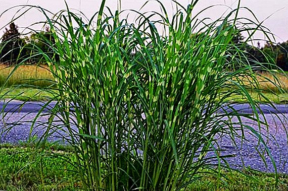 Growing Chinese miscanthus: planting and caring for decorative cereal