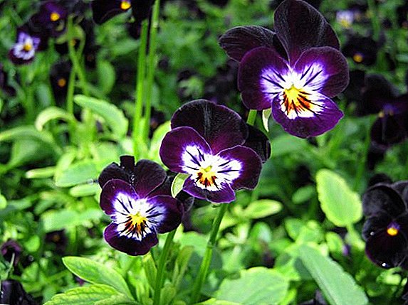 Cultiver la violette vivace dans le pays