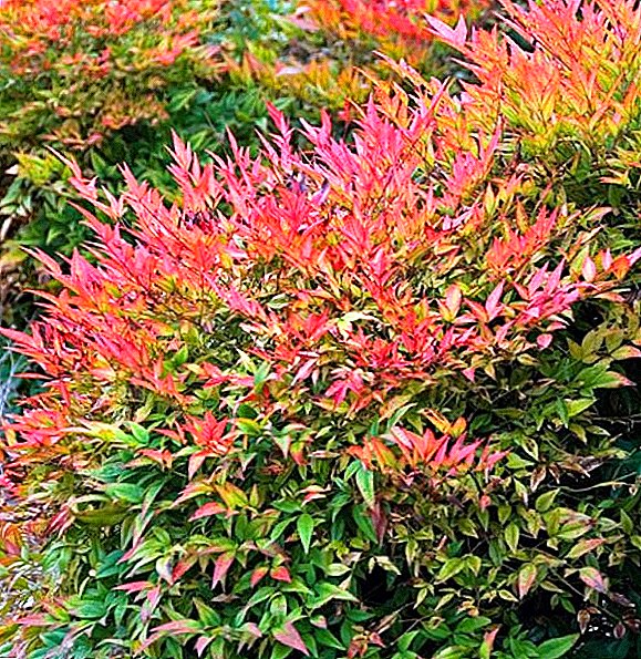 Cultivation of nandina: planting, care, reproduction, transplant