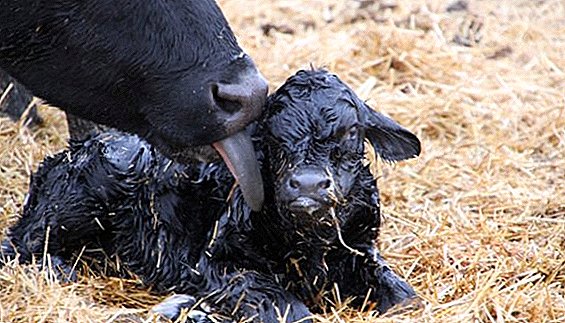 Growing newborn calves: feeding and feeding technology