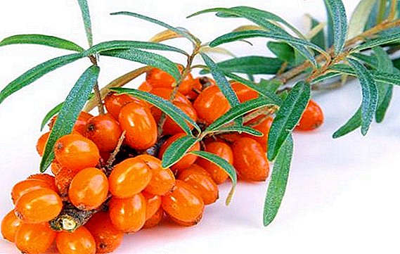 Growing sea buckthorn: the subtleties of planting and plant care