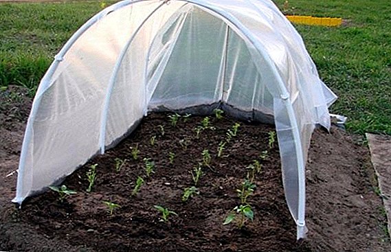 Cultivo de pepinos a partir de semillas en un invernadero.