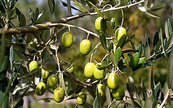 At dyrke et oliventræ fra en sten i en gryde: en trinvis proces