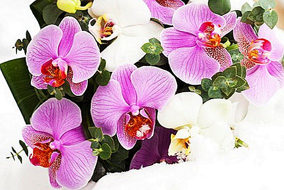 Orquídeas em crescimento: como propagar a orquídea em casa