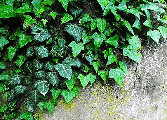 Growing garden ivy
