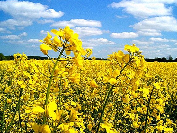 El cultivo de colza en Ucrania es ahora muy rentable.