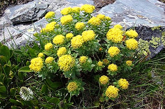 Growing Rhodiola Rosea in the country