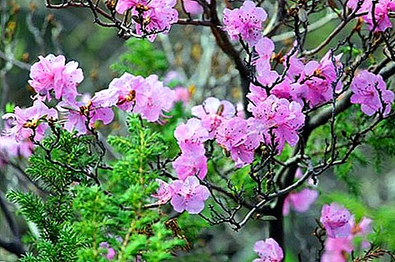 Rododendro en crecimiento Ledebour en jardinería ornamental.