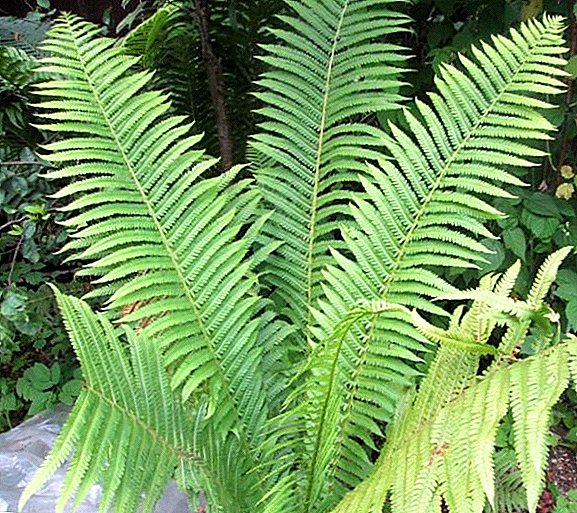 Growing a garden fern: features of planting and care