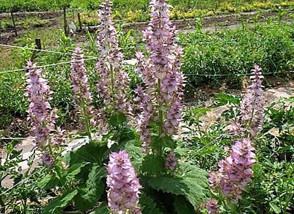 Growing clary sage (salvia) in open ground