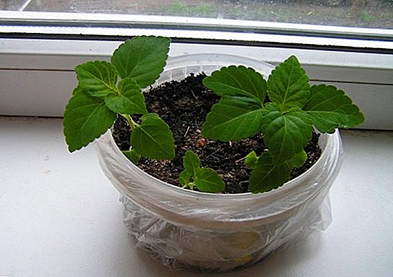Growing sage on the windowsill: planting and care at home